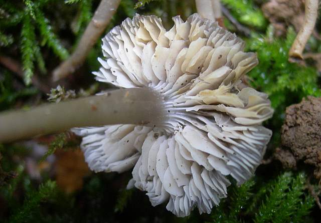 Camarophyllopsis atrovelutina  (Romagn.)  Argaud
